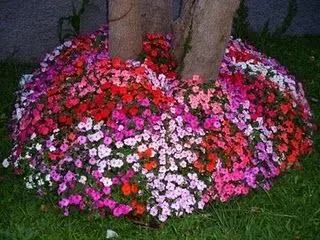 Cuidados com Impatiens walleriana em vasos