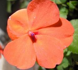 Significado da flor beijo turco