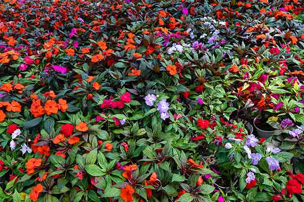 Plantas de meia sombra para jardins brasileiros