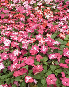 Sunpatiens cuidados e cultivo