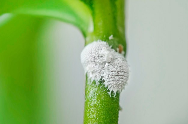 bichinho branco na planta