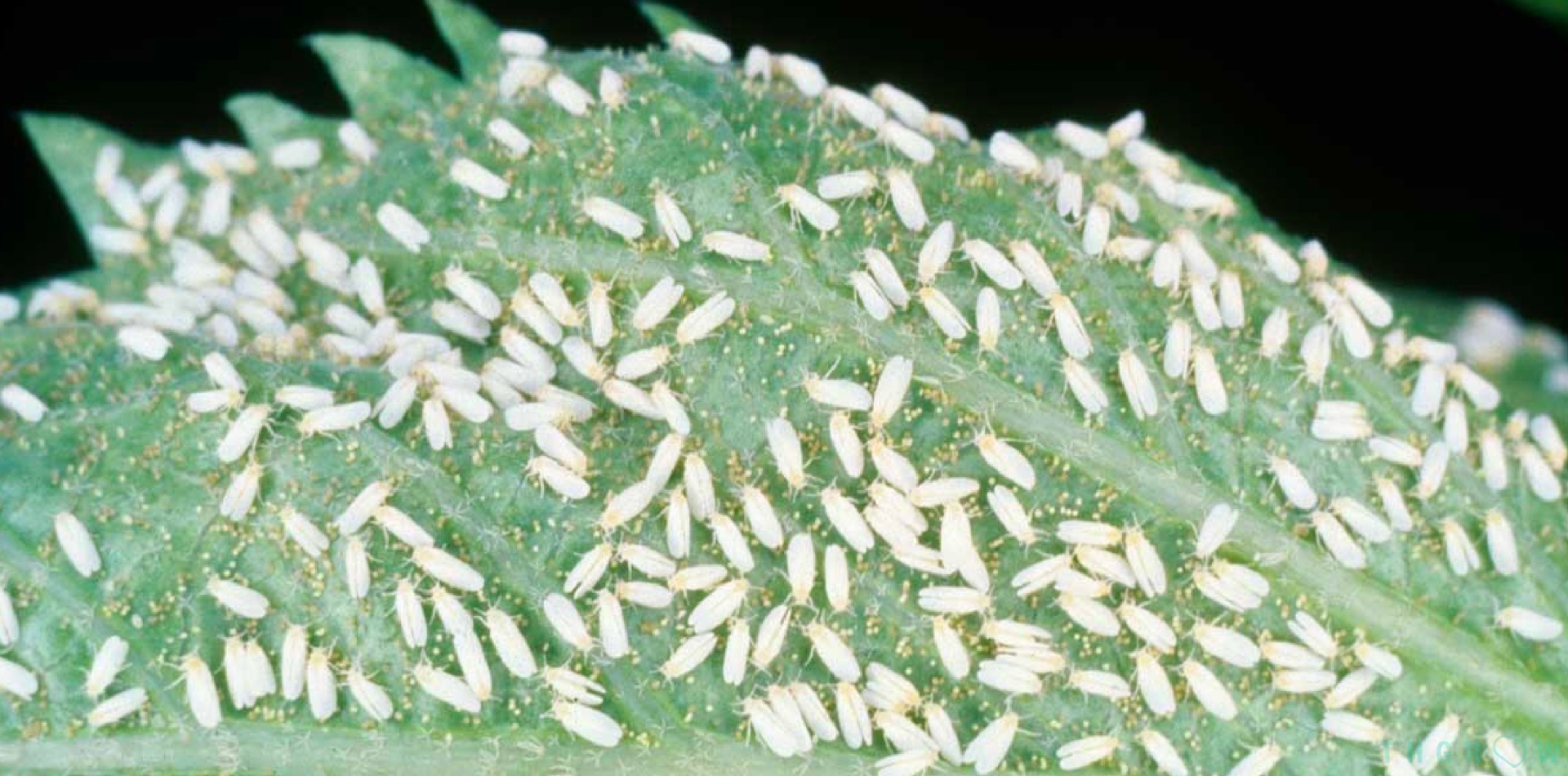 mosca branca