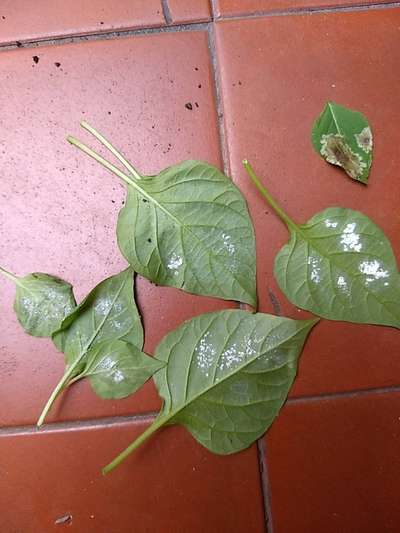 insetos brancos nas folhas