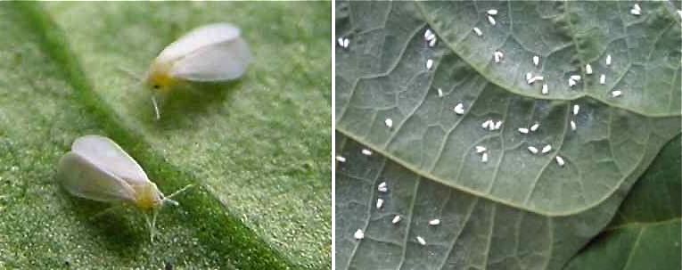 identificar bichos brancos em plantas