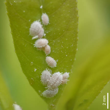 mosca branca
