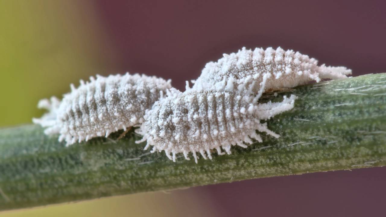 cochonilha farinhosa