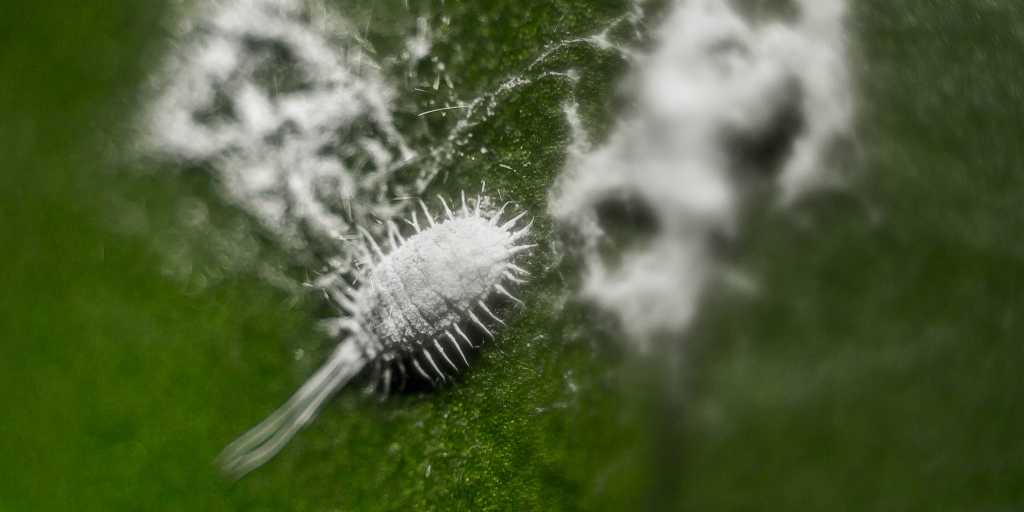 pragas brancas em plantas