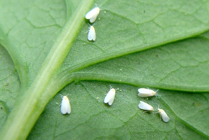 como eliminar cochonilhas
