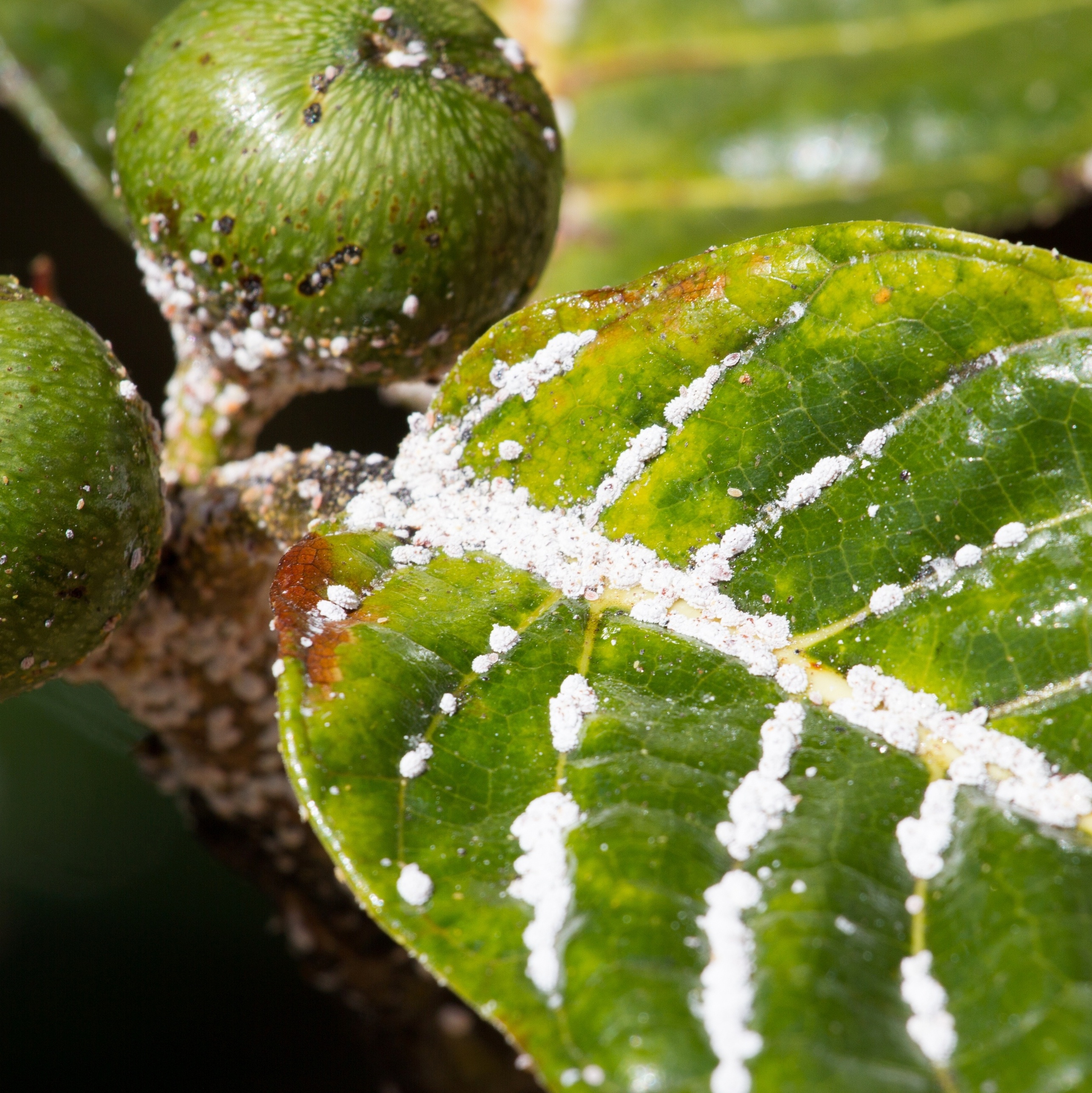 remédios caseiros para pragas de plantas