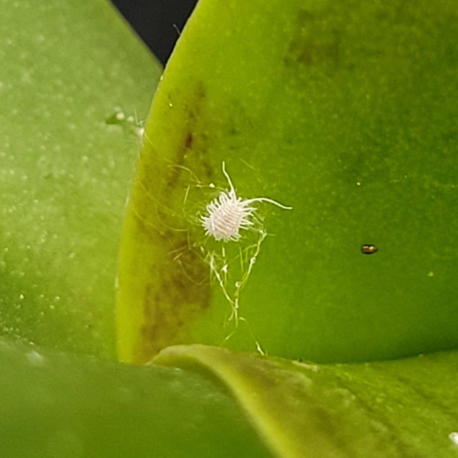 plantas com bichinho branco o que fazer