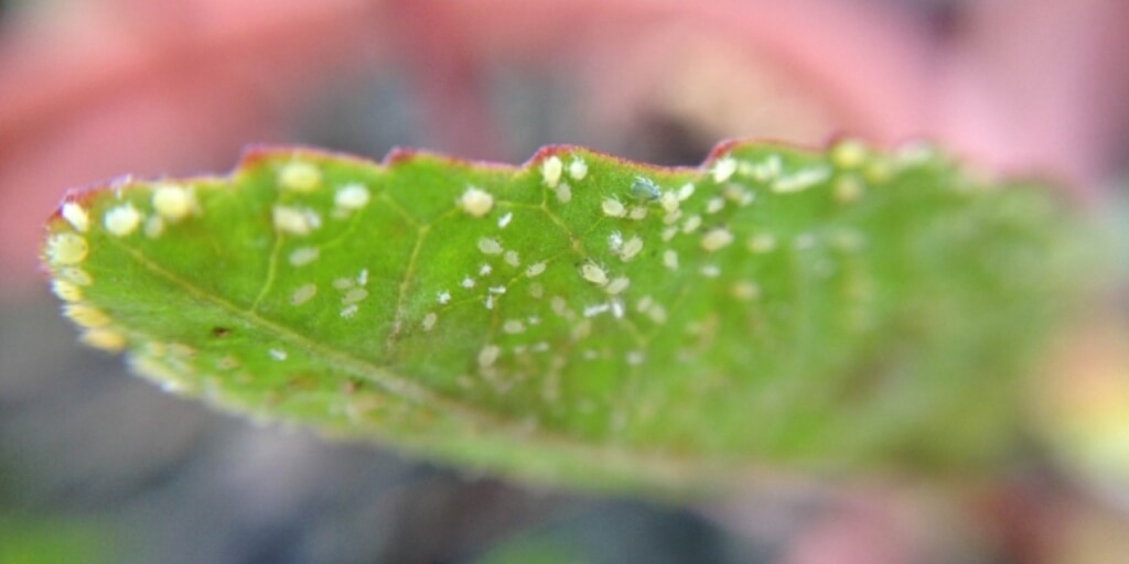 cochonilha vs oídio qual a diferença