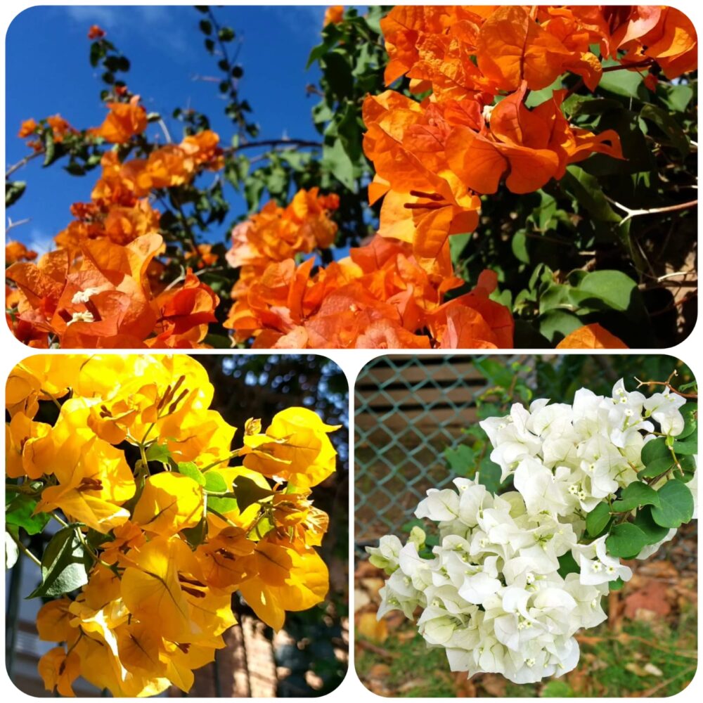 Bougainvillea cores vibrantes