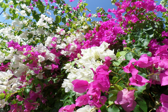 Bougainvillea roxa