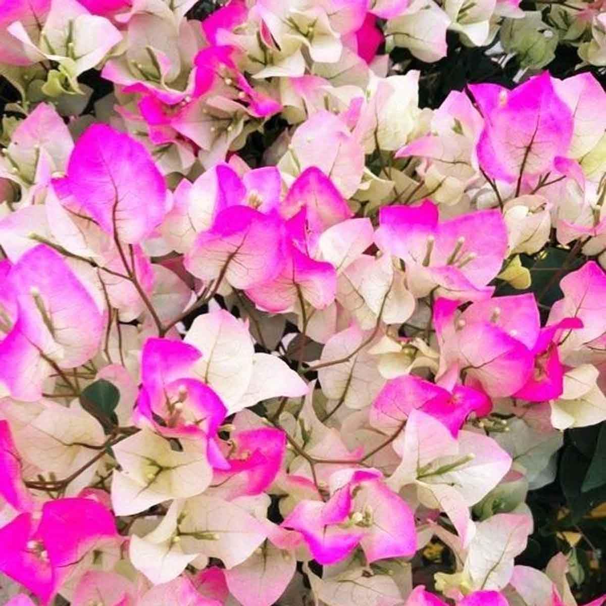Bougainvillea tricolores