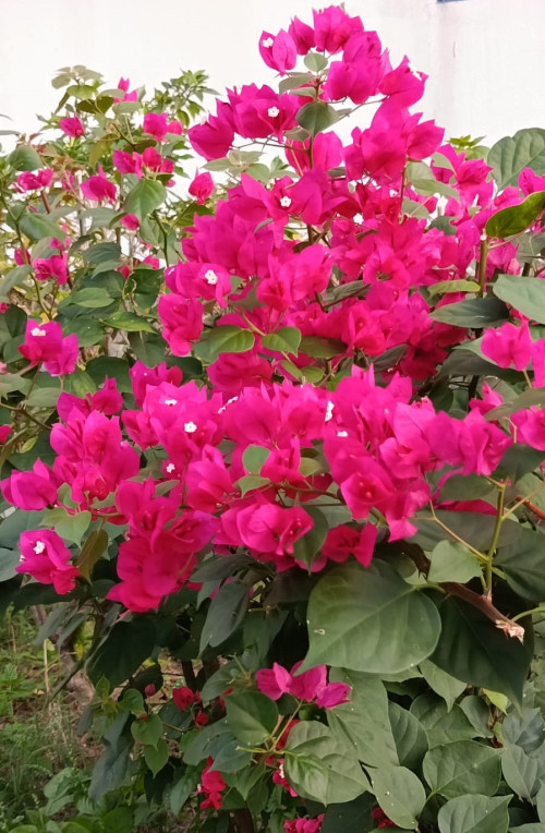 Bougainvillea variegata