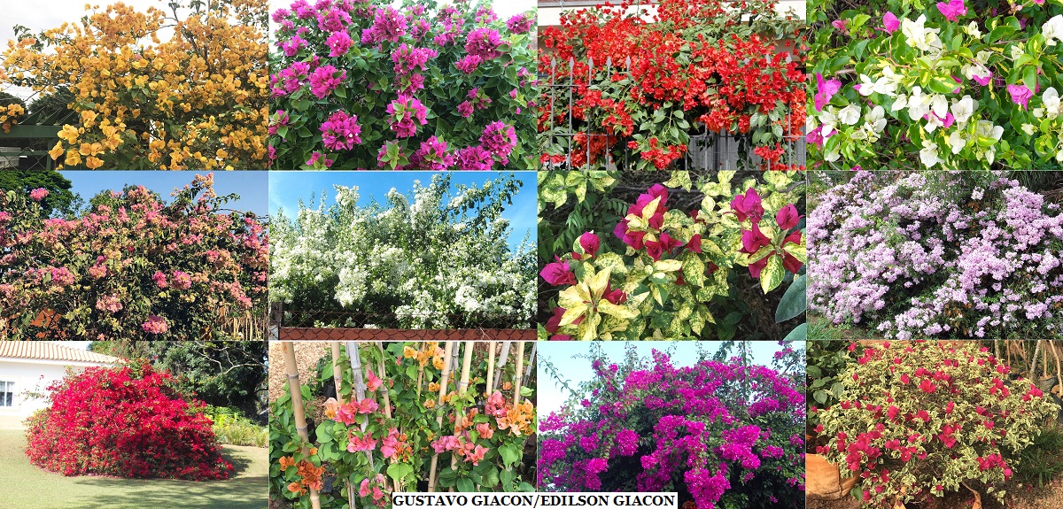 Bougainvillea mutante