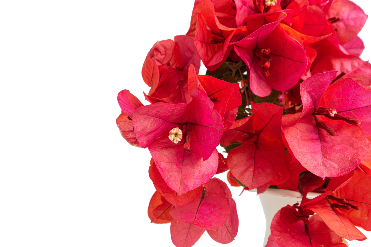 Cultivo de bougainvillea em vaso