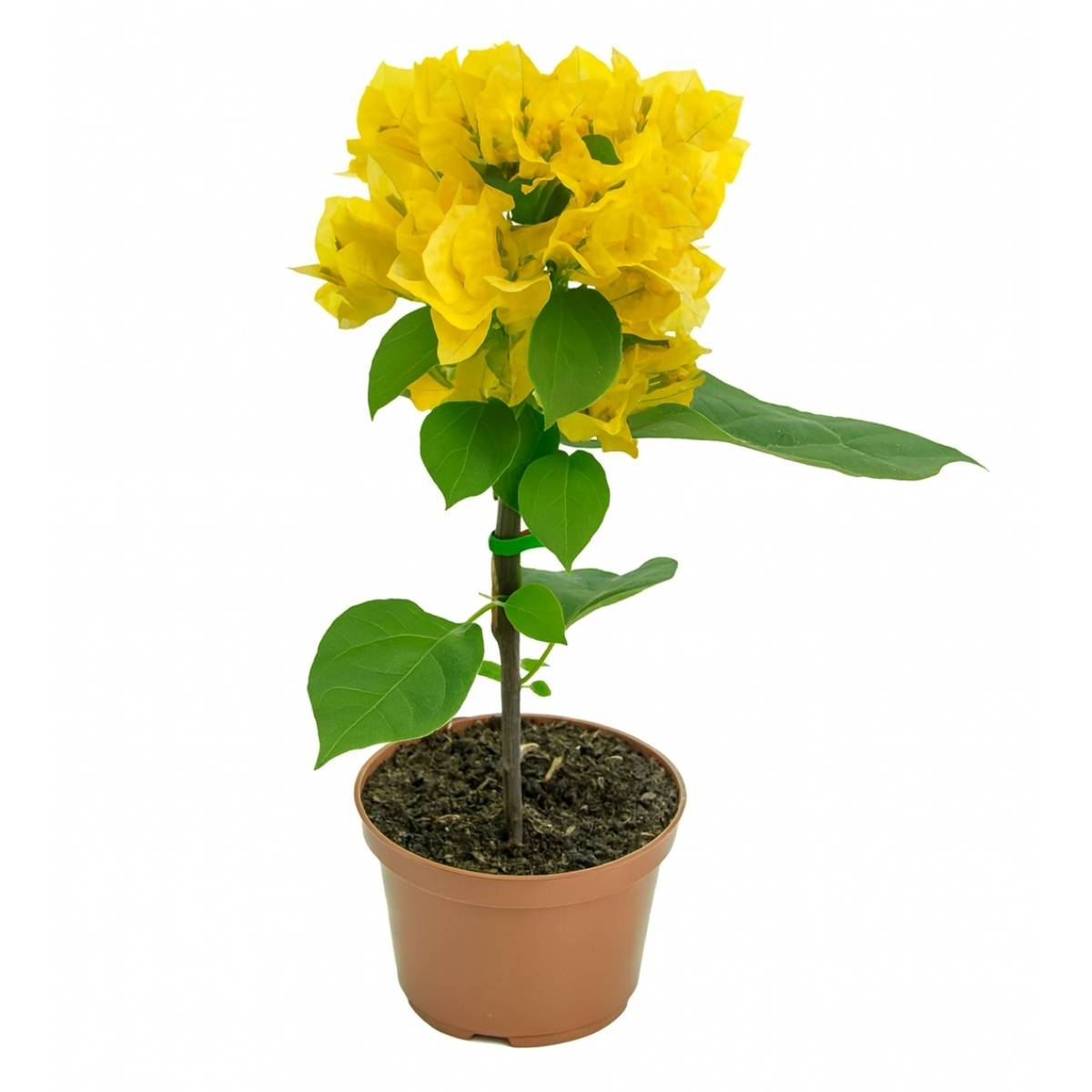 Bougainvillea em muro