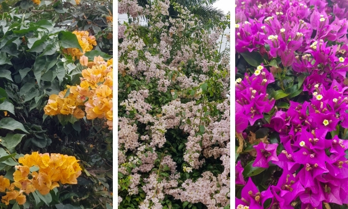 Bougainvillea spectabilis cores