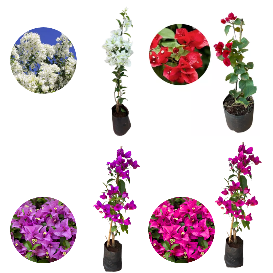 Significado das cores da bougainvillea