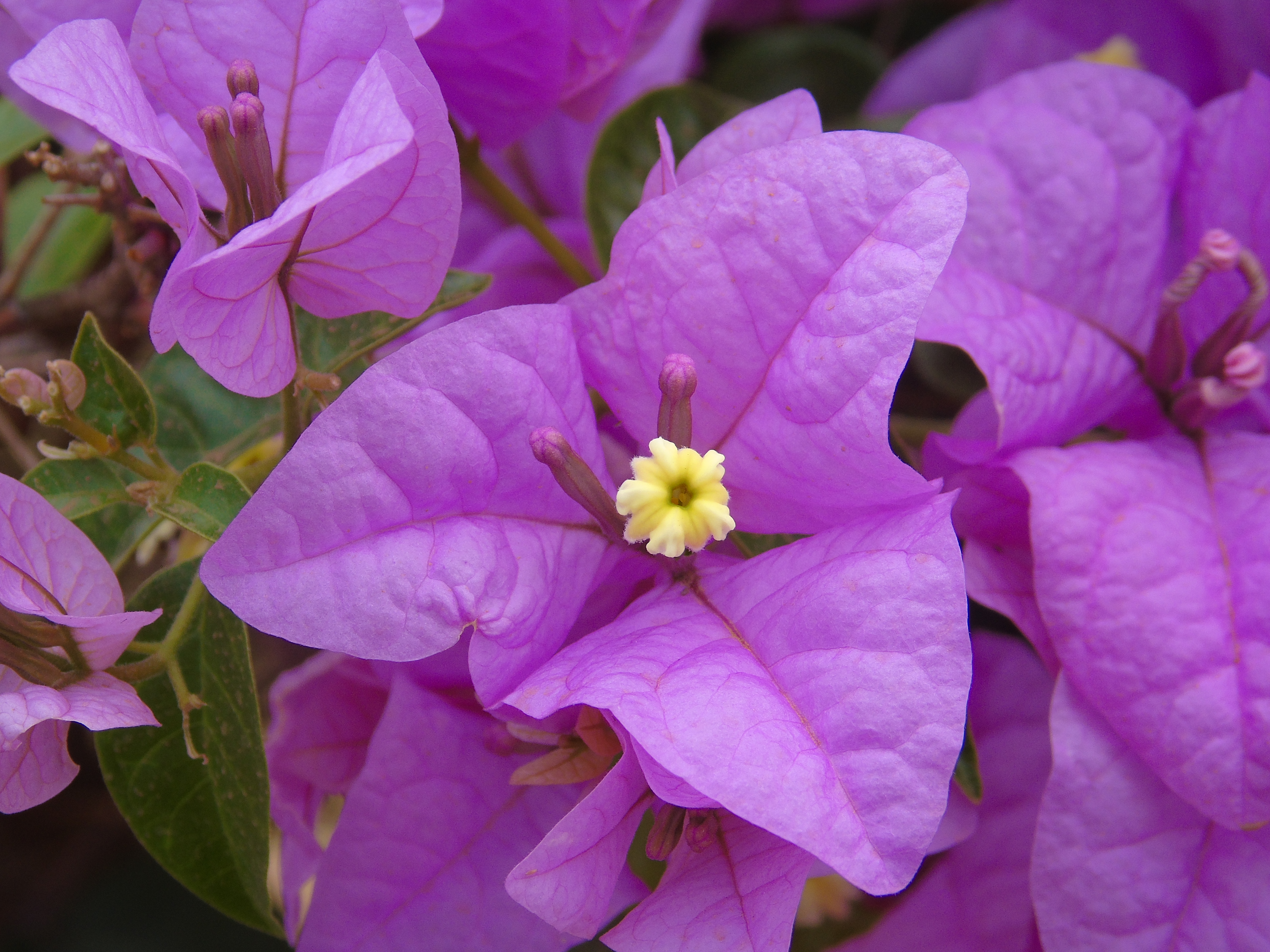 Primavera cores
