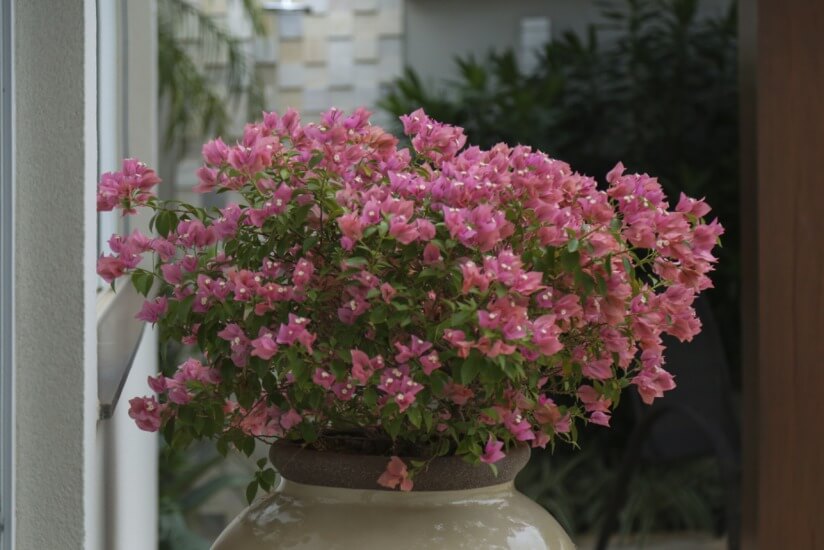 Bougainvillea cores vibrantes