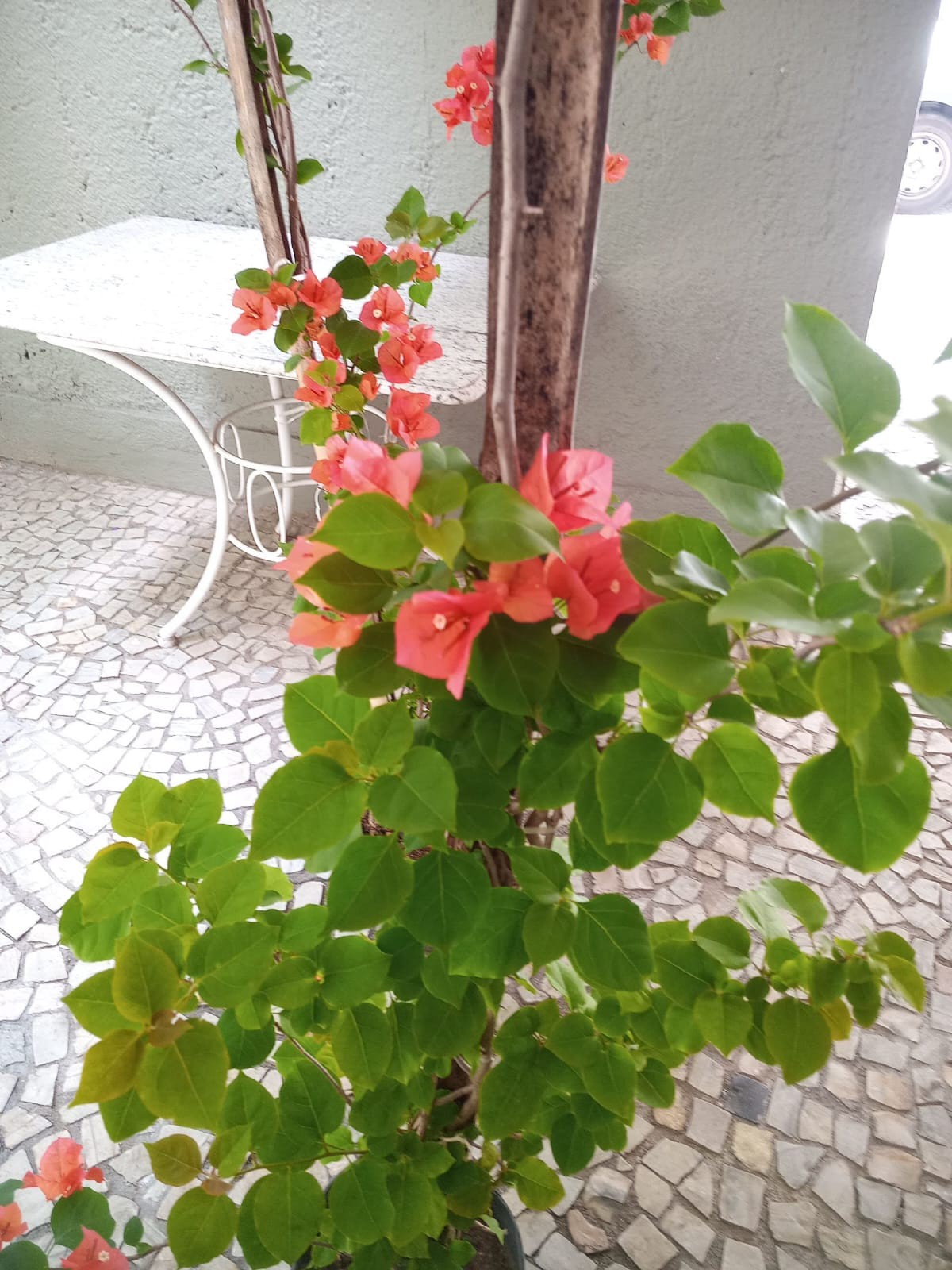 Bougainvillea mesclada