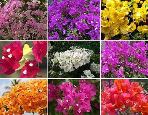 Bougainvillea Thai Delight
