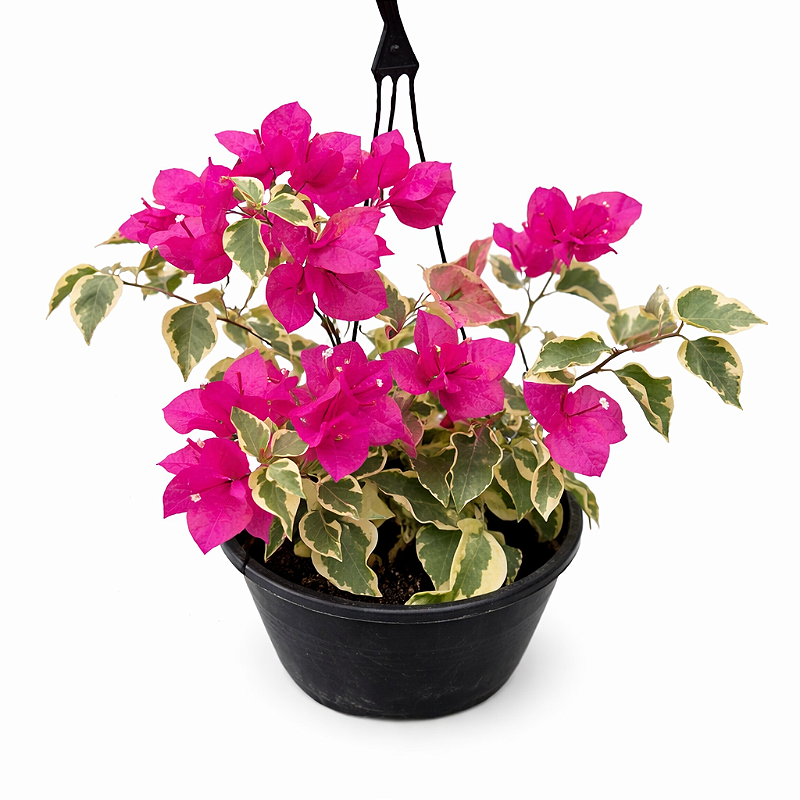 Bougainvillea branca
