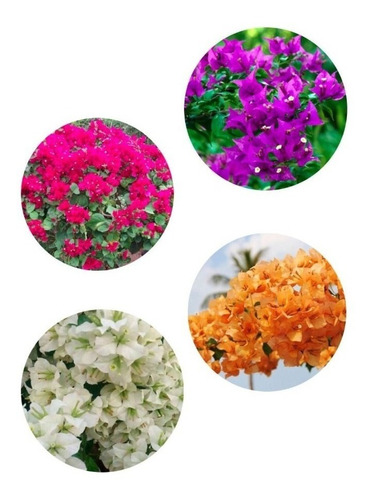 Bougainvillea rosa e lilás