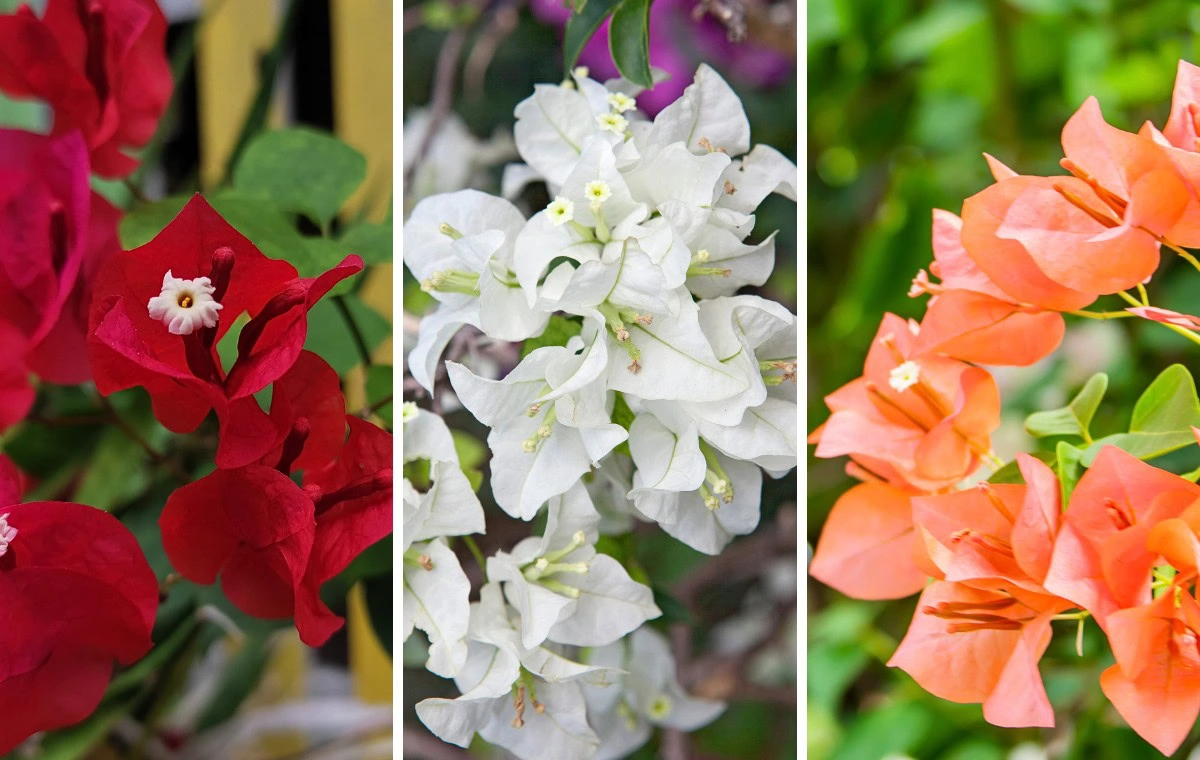Bougainvillea laranja