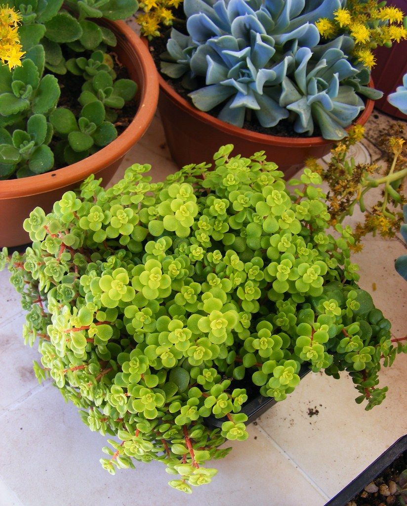 propagação da brilhantina