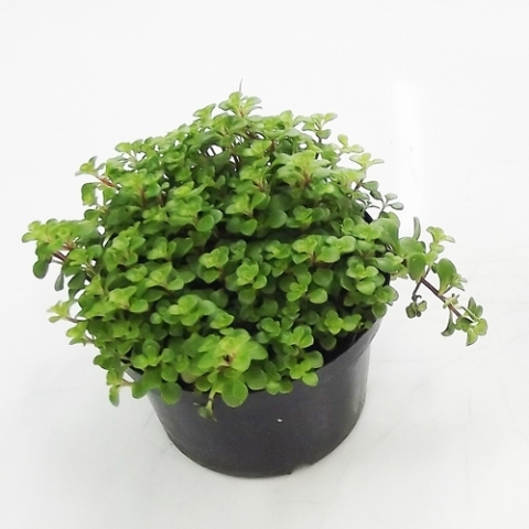 brilhantina comestível