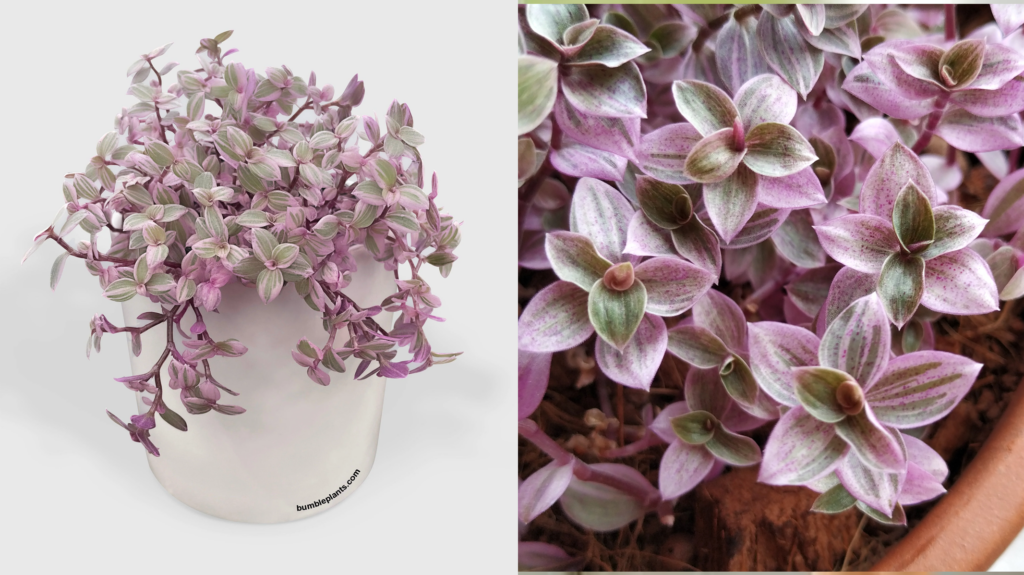 planta medicinal brasileira