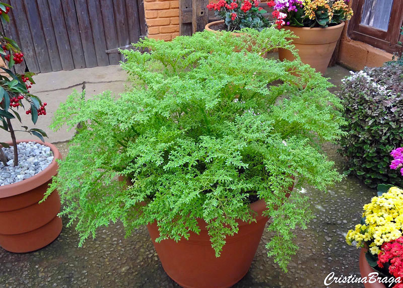 forração de jardim