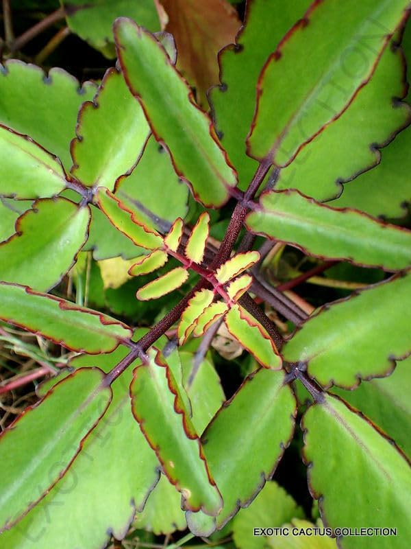 bryophyllum pinnatum vs kalanchoe pinnata