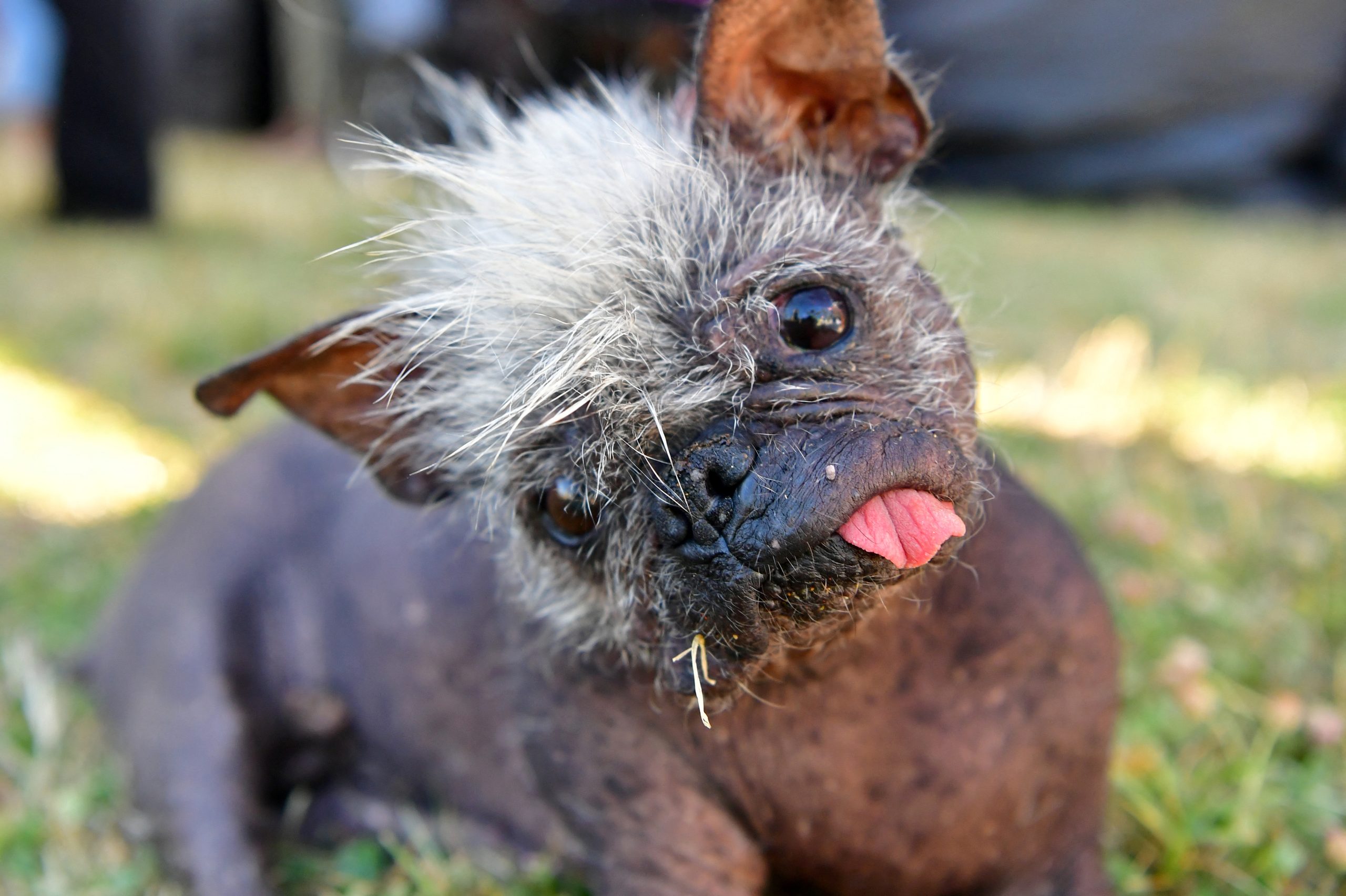 cachorro mais feio do mundo 2024