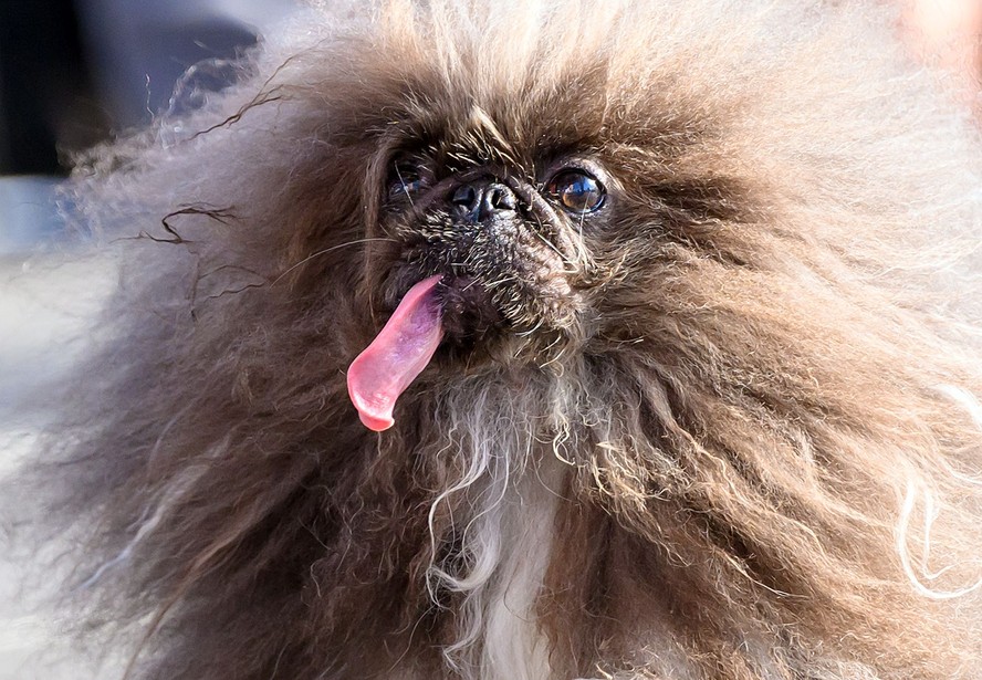 Wild Thang cachorro