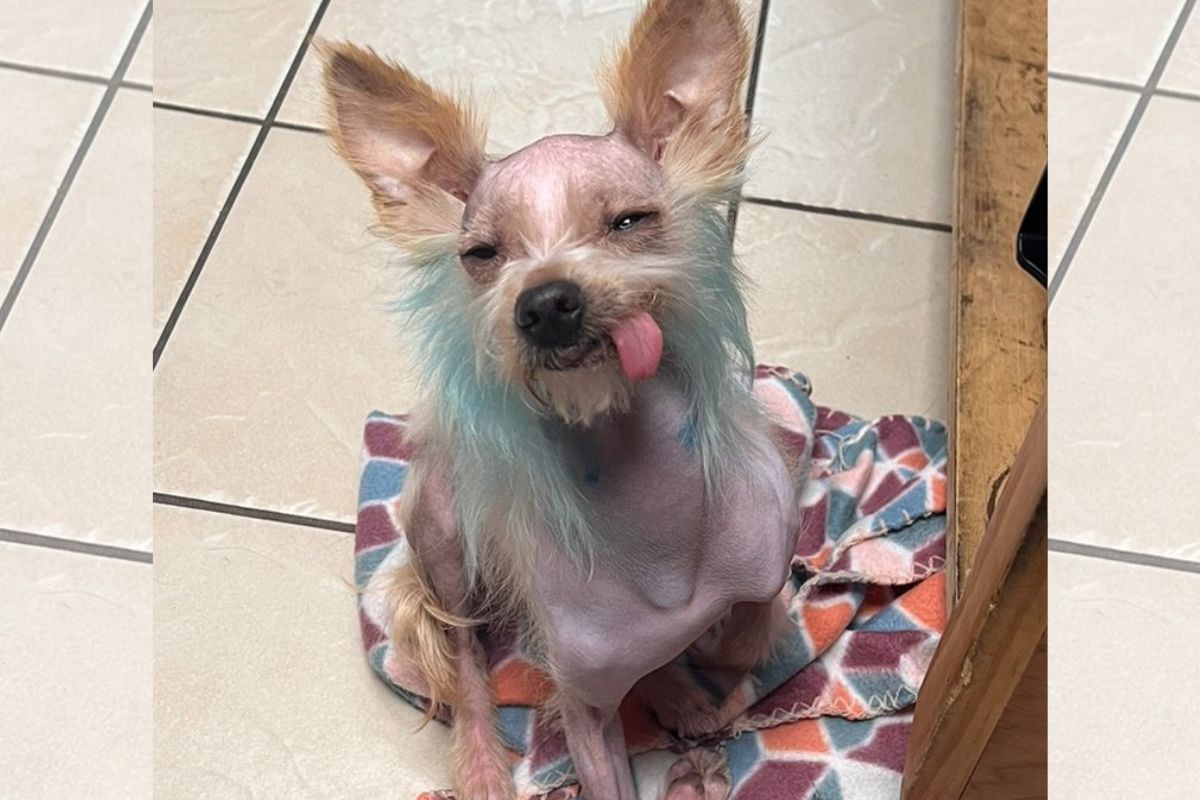 beleza interior cães