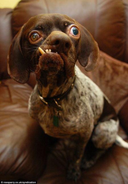 história do concurso cachorro feio