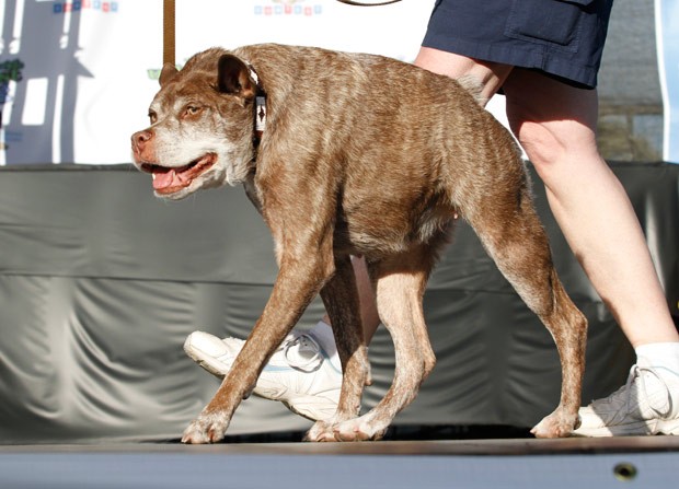 cachorro mais feio do mundo 2024