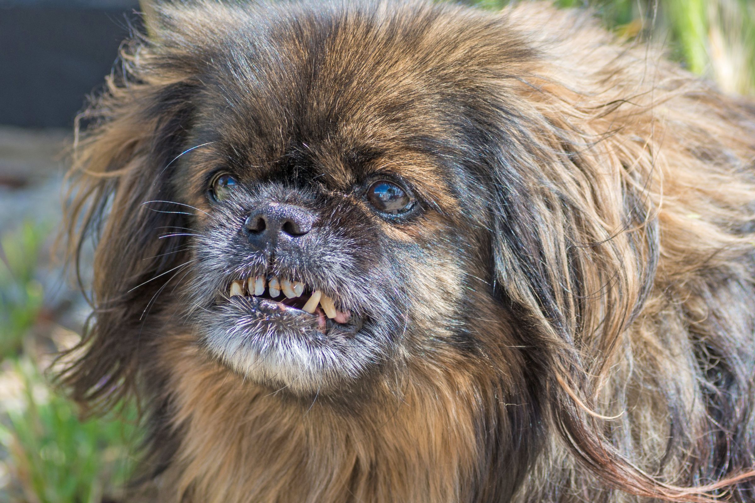 Wild Thang cachorro