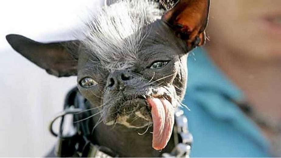 cachorro Scooter
