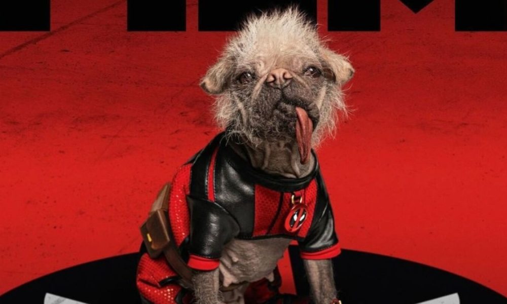 Dogpool cachorro