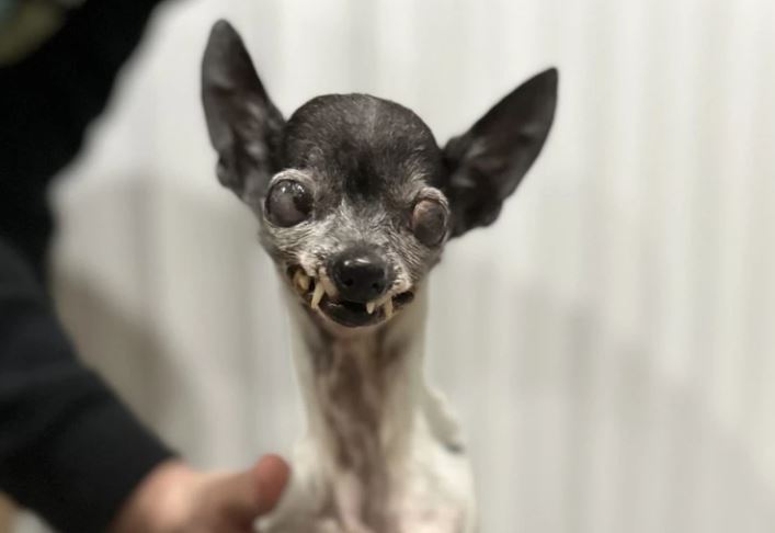 adoção de cães com deficiência