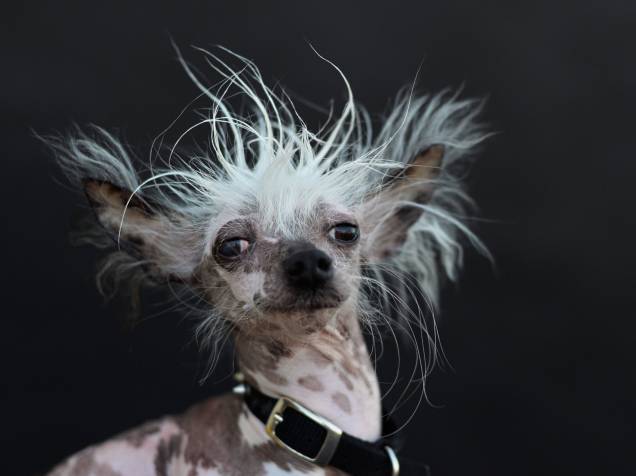 cachorro Scooter
