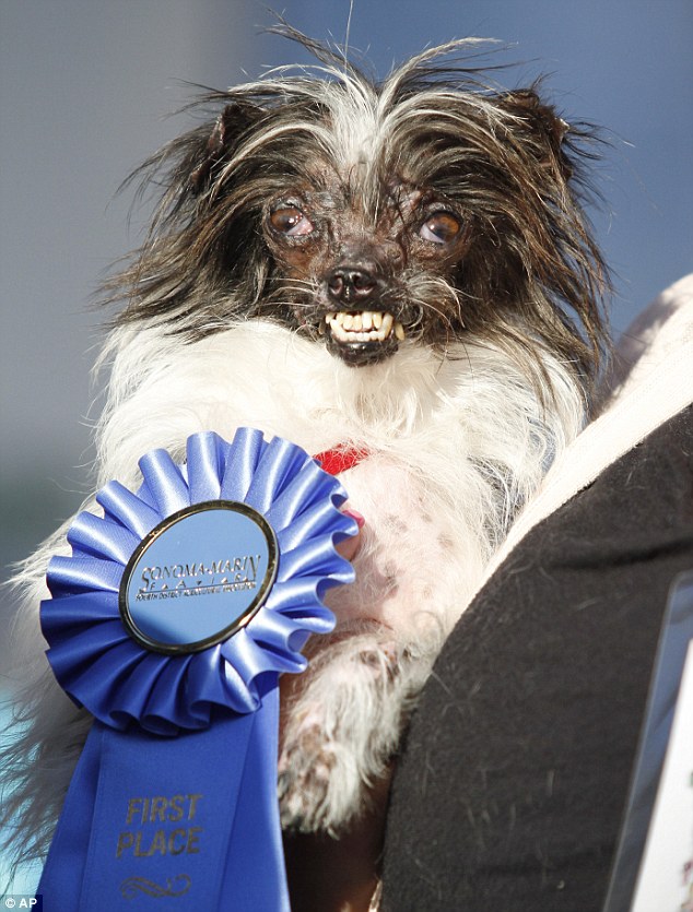 Mr. Happy Face cachorro