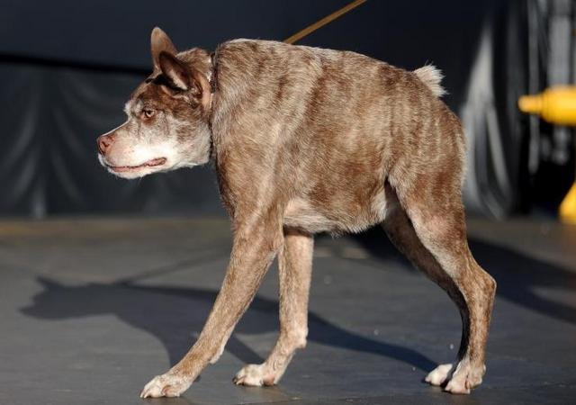 Dogpool cachorro