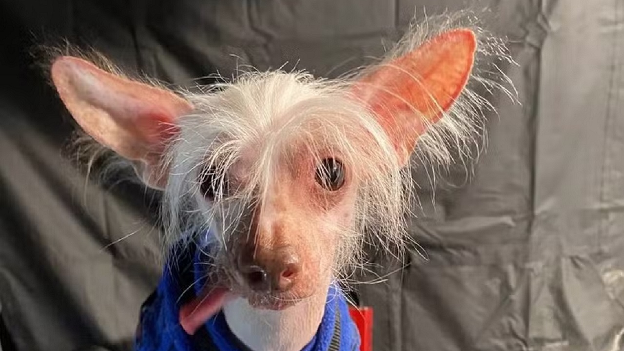 por que o cachorro é feio