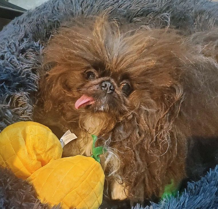 adoção de cães com deficiência